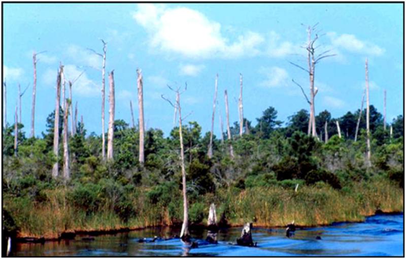 <img typeof="foaf:Image" src="http://statelibrarync.org/learnnc/sites/default/files/images/1_23.jpg" width="870" height="555" alt="Photograph of shoreline transition zone" title="Photograph of shoreline transition zone" />