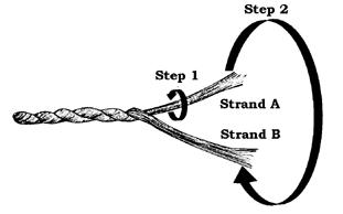 <img typeof="foaf:Image" src="http://statelibrarync.org/learnnc/sites/default/files/images/L207b.jpg" width="311" height="194" alt="Diagram of twisting fibers to make cordage" title="Diagram of twisting fibers to make cordage" />