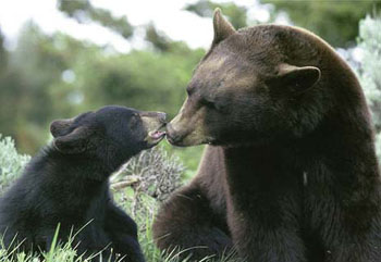 Black bears