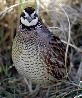 Northern Bobwhite Quail