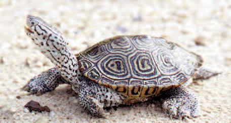 Diamondback Terrapin