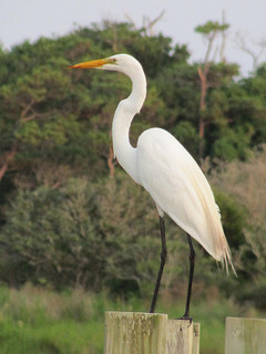 Egret, Frisco, North Carolina. Image courtesy of Flickr user geopungo. 