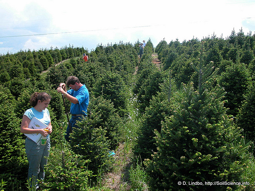 Fraser fir tree farm