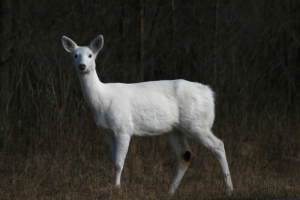 White deer