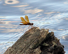 Damselfly, Mallard Creek Trail, Goose Creek, photograph July 1, 2009. By bobistraveling on Flickr. Used under Creative Commons licnse CC BY 2.0.