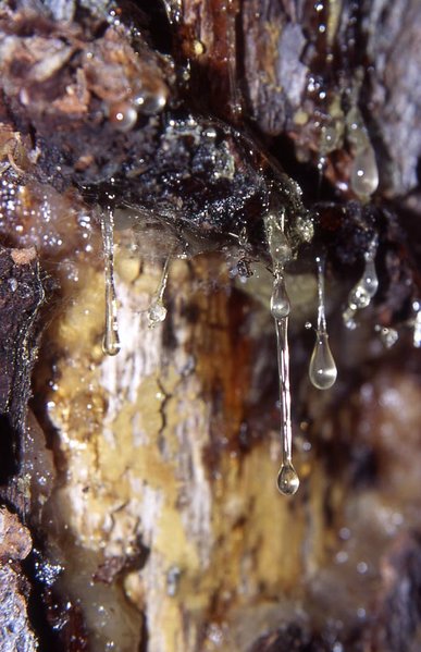 Pine resin