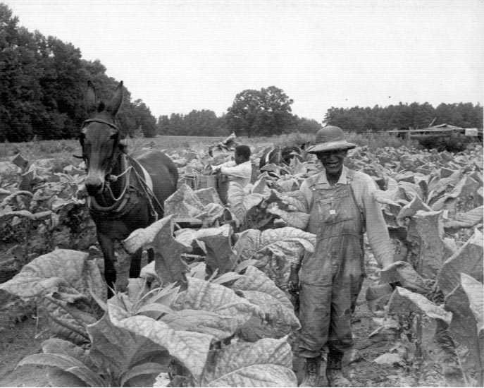 tobacco harvesting