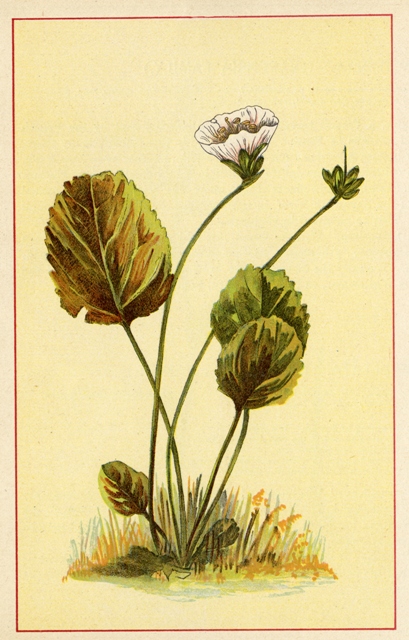 Shortia galacifolica. Image courtesy of Harvard University Herbaria.