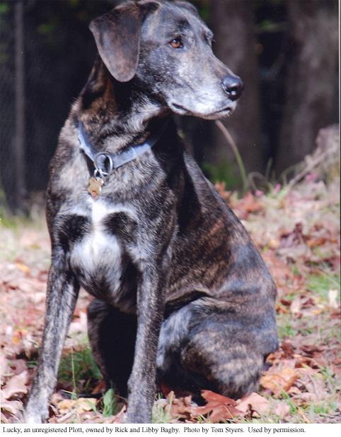 A blackish brown dog sits on a bed of fallen leaves. The dog is looking to the right 