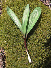 Wild Leek. Image courtesy of Flickr user Matt Niemi. 